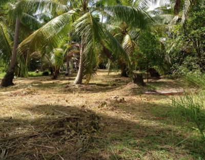 Coconut grove – 800 SqM – 1.4 million THB