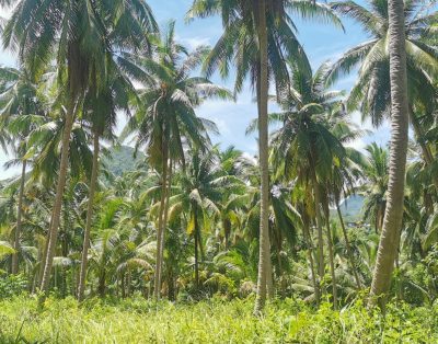 Nice flat land (3 plots) near Coconut Lane – 2,150,000 THB